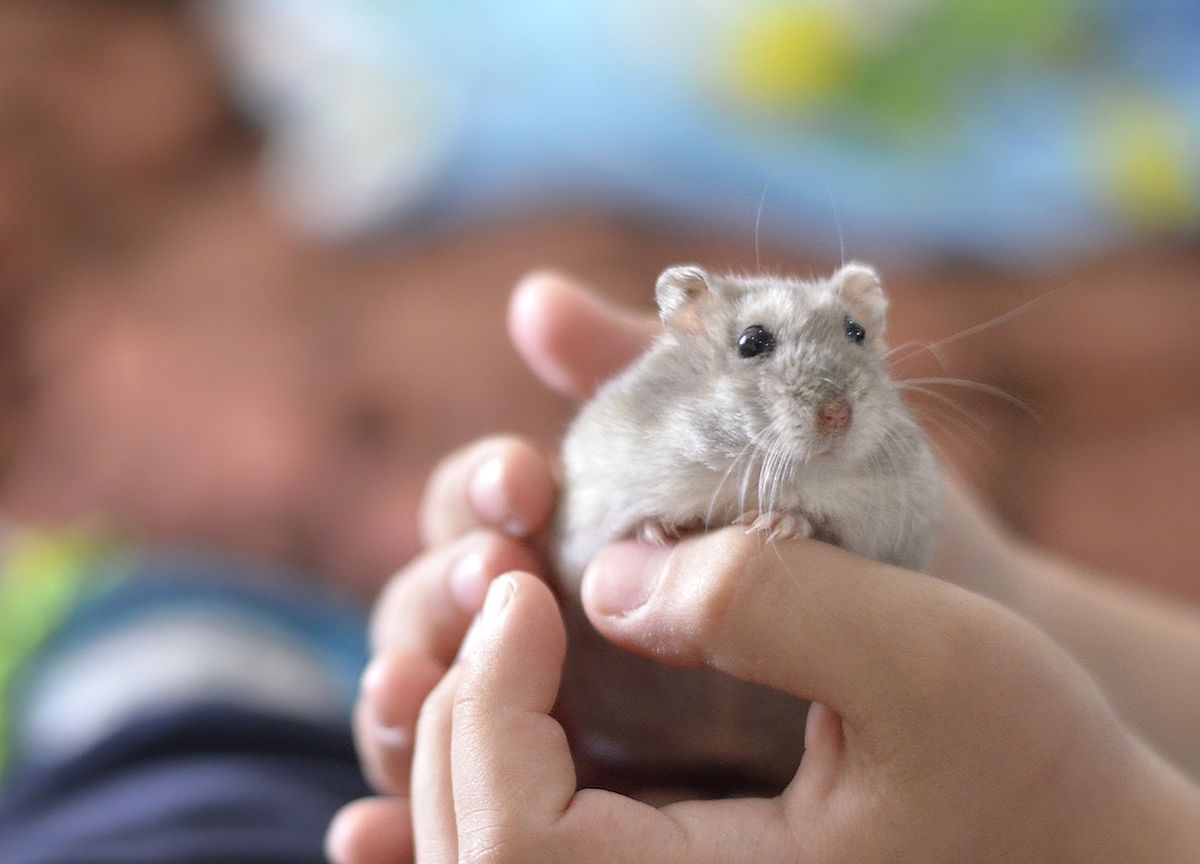 Hamster Kabur dari Kandang di Pesawat Bikin Penerbangan Batal