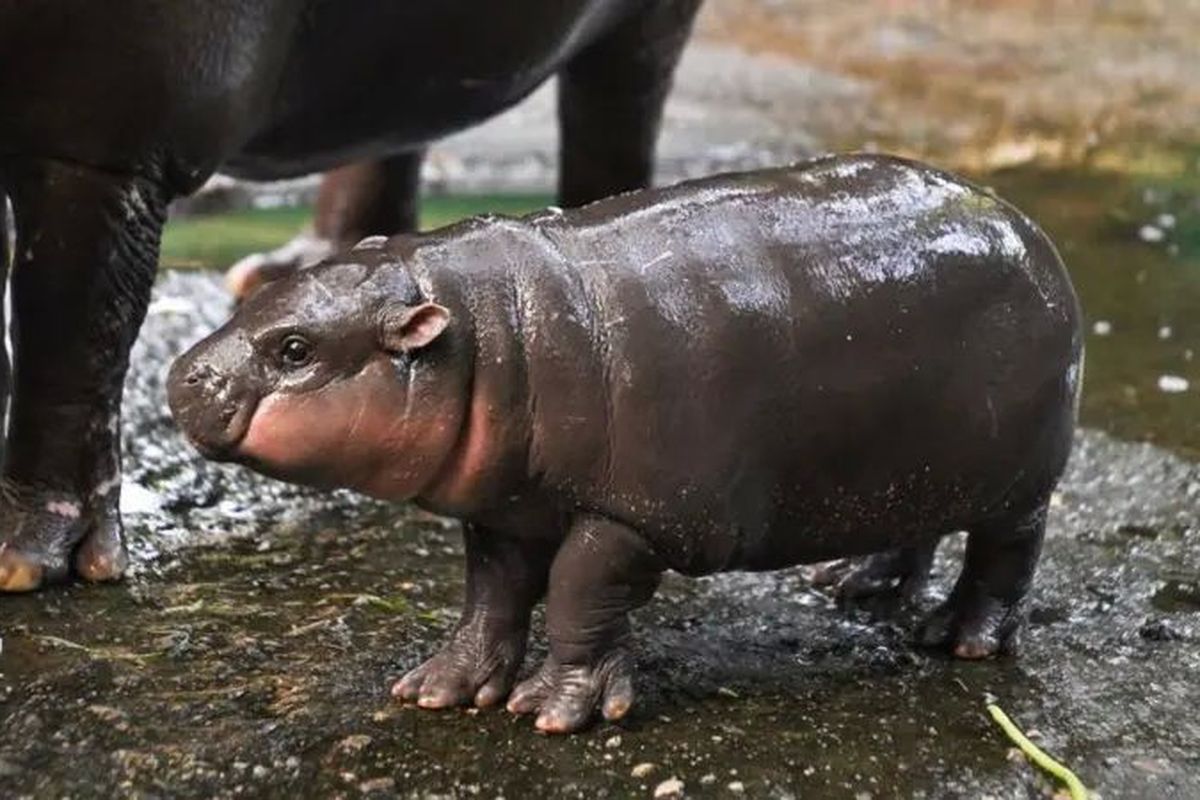 Viral Aksi Gemas Bayi Kuda Nil Moo Deng ‘Ramal’ Pemenang AS